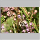 Colletes succinctus - Heidekraut-Seidenbiene 01e 10mm.jpg